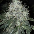 Venta: Sour Power OG #1 x Superboof 10+ feminized