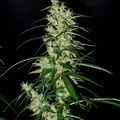 Sell: Dynasty Seeds – Super Silver Haze F3