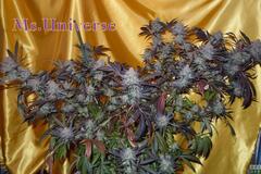 Sell: Dynasty Seeds – Ms. Universe V.1