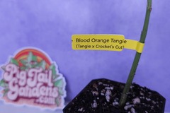 Vente: Blood Orange Tangie (Tangie x Crockett's Cut | +1 Free ??? Clone)