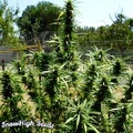 Sell: SnowHigh Seeds – Holy Diver