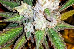 Auction: Auction - Pink Ghost Cookies - 6 Fems