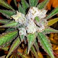 Auction: Auction - Pink Ghost Cookies - 6 Fems