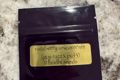Vente: Razzberry Unicorn by Bodhi Seeds