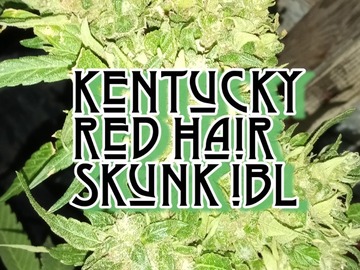 Venta: Kentucky Red Hair Skunk