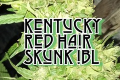 Sell: ⭐Kentucky Red Hair Skunk