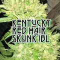 Sell: Kentucky Red Hair Skunk