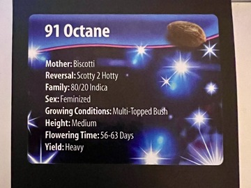 Venta: 91 Octane (Biscotti x Scotty 2 Hotty) by Exotic Genetix