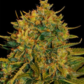 Sell: Northern Lights x Big Bud Feminized Autoflower 7 Seeds