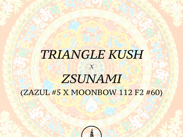 Sell: Triangle Kush x Zsunami (Archive)