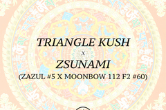 Sell: Triangle Kush x Zsunami (Archive)
