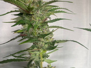 Sell: AK- 47 Feminized Autoflower 50 pack (37 to choose from)