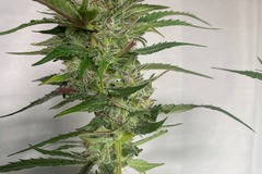Sell: AK- 47 Feminized Autoflower 50 pack (37 to choose from)