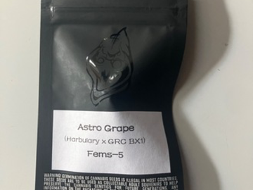 Vente: Square One Genetics- Astro Grape