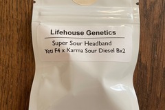 Sell: Lifehouse Genetics - Super Sour Headband