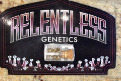 Relentless Genetics - Rotten Cherries - Sold Out!