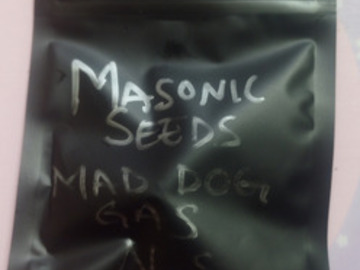 Vente: Mad Dog Gas  (Albert walker NS) Masonic Seeds