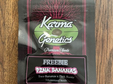 Venta: Karma Genetics - Pink Bananas