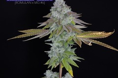 Auction: (auction) Grapeful (F1) from Romulan