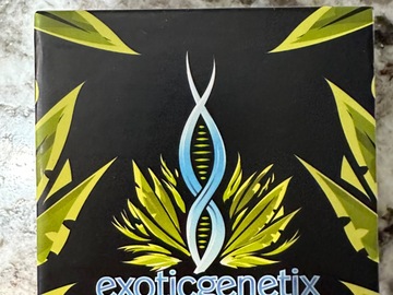 Vente: Dipz by Exotic Genetics