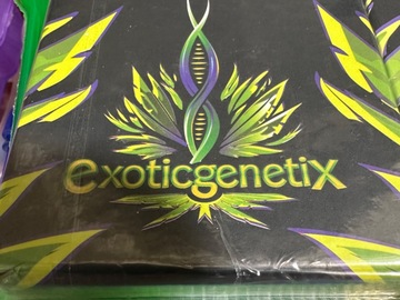 DJ Icey by Exotic Genetics