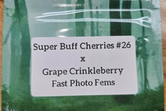 Vente: Super Buff Cherries x Grape Crinkleberry - 10 Fast Photo Fems