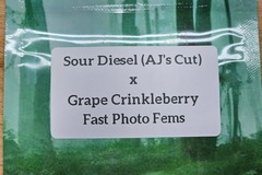 Sell: Sour Diesel x Grape Crinkleberry - 10 Fast Photo Fems