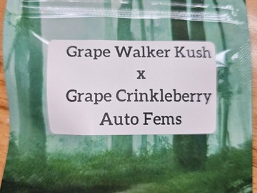 Vente: Grape Walker Kush x Grape Crinkleberry - 10 Auto Fems