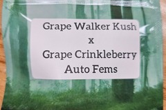 Vente: Grape Walker Kush x Grape Crinkleberry - 10 Auto Fems