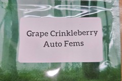 Vente: Grape Crinkleberry F3 - 10 Auto Fems