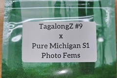 Vente: TagalongZ #9 x Pure Michigan - 10 Photo Fems