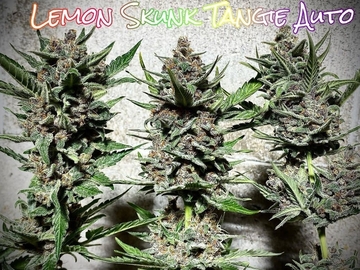 Vente: SoFem - Lemon Skunk Tangie Auto - 3 pack AutoFEMS