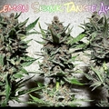 Sell: SoFem - Lemon Skunk Tangie Auto - 3 pack AutoFEMS
