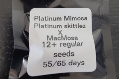 Venta: Desert Frost - Platinum Mimosa ~NM Breeder~