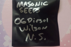 Enchères: *Auction* OG Diesel Wilson "Natural Selections" Masonic Seeds