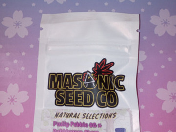 Auction: *Auction* Fruity Pebble OG BubbleGum Chem (NS) Masonic seeds