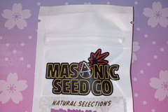 Enchères: *Auction* Fruity Pebble OG BubbleGum Chem (NS) Masonic seeds