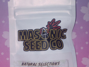Subastas: *Auction* Tropnana (Natural Selections ) Masonic Seeds