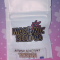 Auction: *Auction* Tropnana (Natural Selections ) Masonic Seeds
