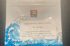 Vente: Gorilla Glue #6 x Unknown Cookies - Surfr Seeds