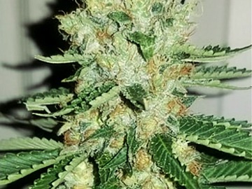 Sell: Lambs Breath x Jamaican - 3 Unrooted Snips