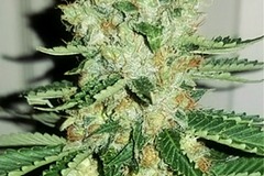 Sell: Lambs Breath x Jamaican - 3 Unrooted Snips