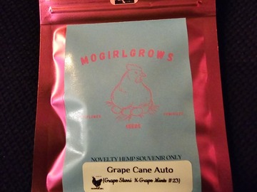 Vente: Mogirl Grape Cane Auto 6 Pack