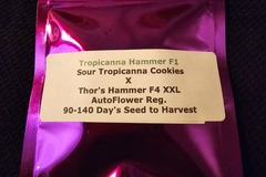 Vente: Viking Gardens Tropicanna Hammer F1 12+ pack
