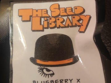 Sell: The Seed Library - Blueberry x Birthday Cake