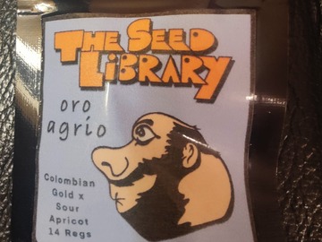 Sell: The Seed Library - Oro Agrio - Columbian Gold x Sour Apricot