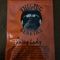Sell: Rainy Lady by Thug Pug Genetics