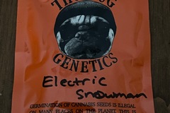 Vente: Electric Snowman by Thug Pug Genetics