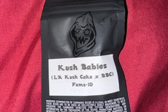 Sell: Kush Babies  - Square One Genetics