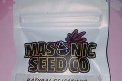 Enchères: *Auction* PuTang Nevil Chem (Natural Selections) - Masonic seeds